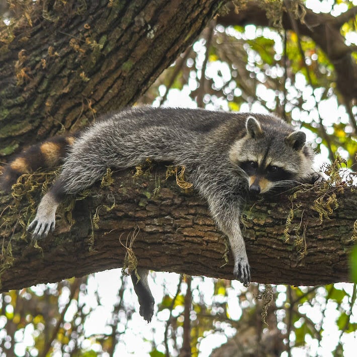 Raccoon (5)