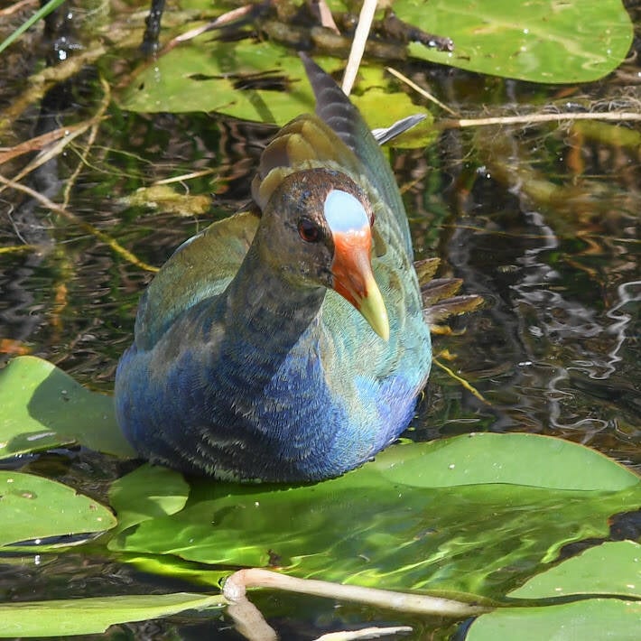 Purple Gallinule (3)