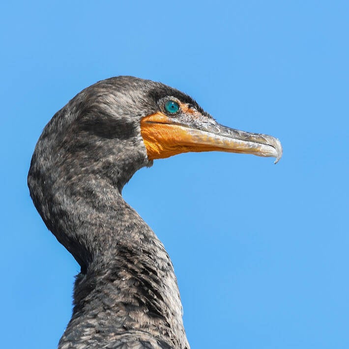 Double-Crested Cormmorant (2)
