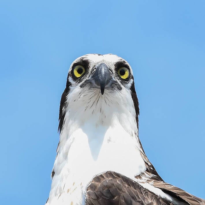 Osprey (6)