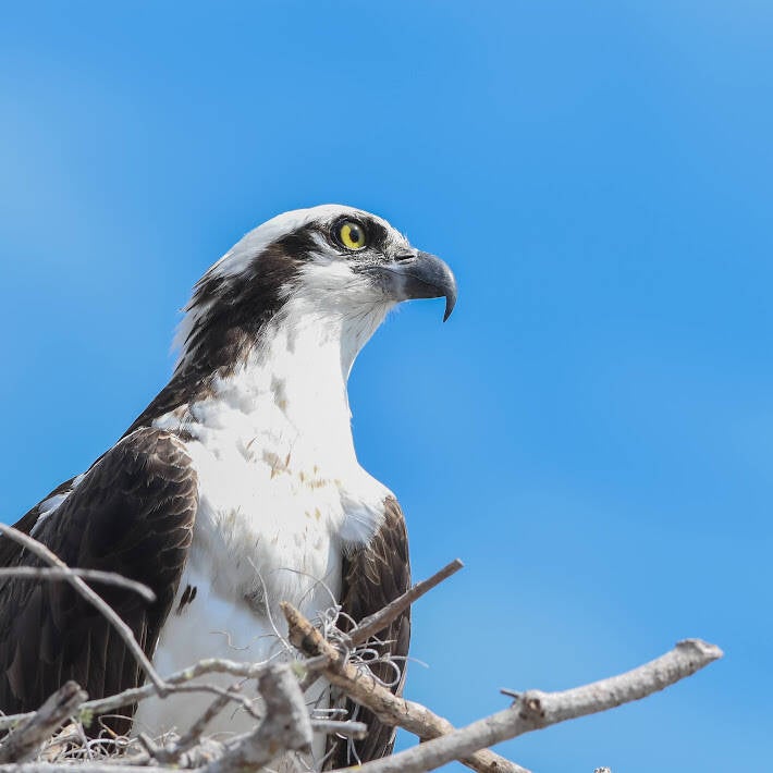Osprey (7)