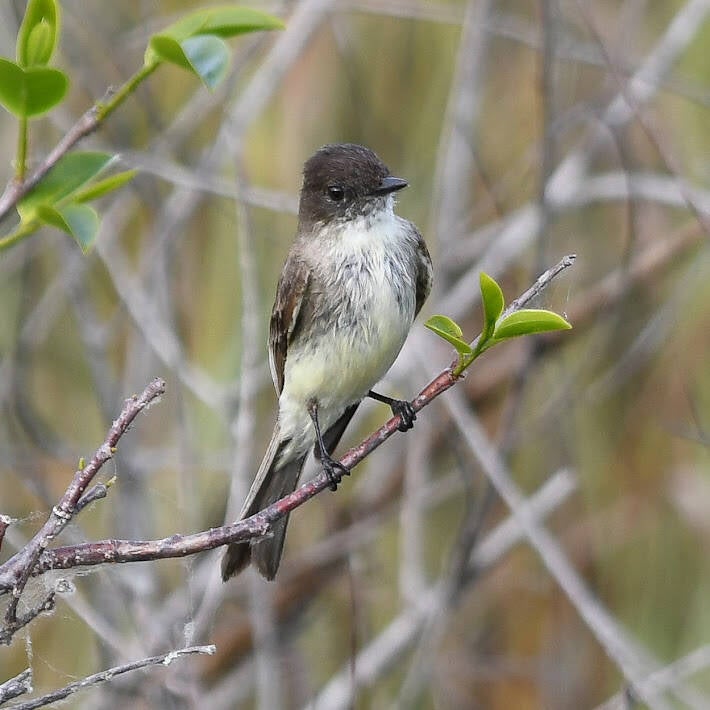 Eastern Phoebe (3)