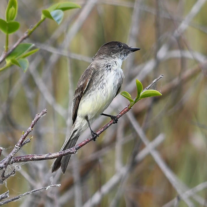 Eastern Phoebe (4)