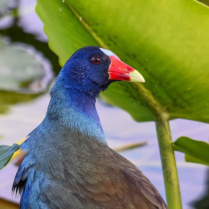 Purple Gallinule (4)