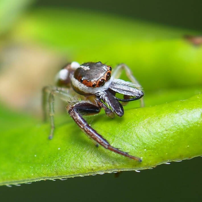 Common Hentz Jumping Spider (2)