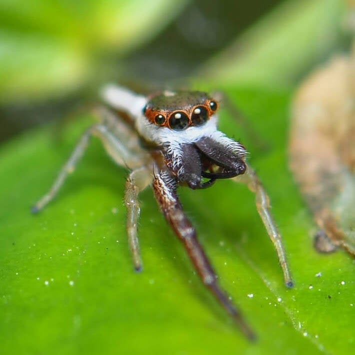 Common Hentz Jumping Spider (3)