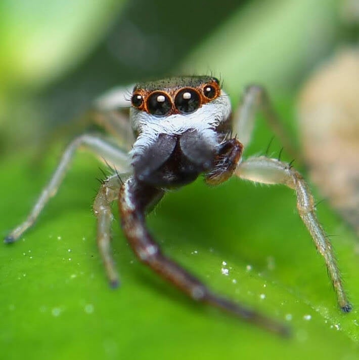 Common Hentz Jumping Spider (4)