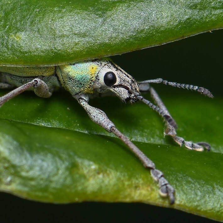 Blue-Green Root Weevil (7)