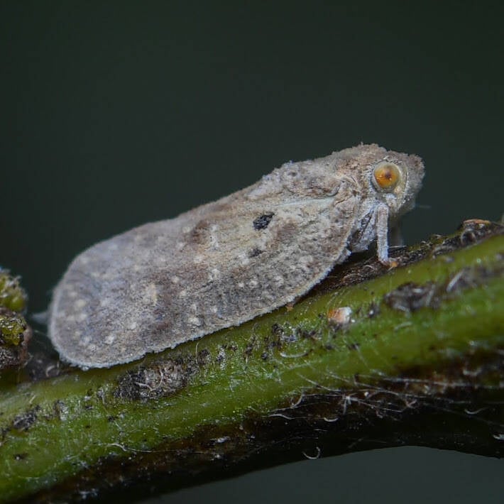 West Indian Flatid Planthopper (4)