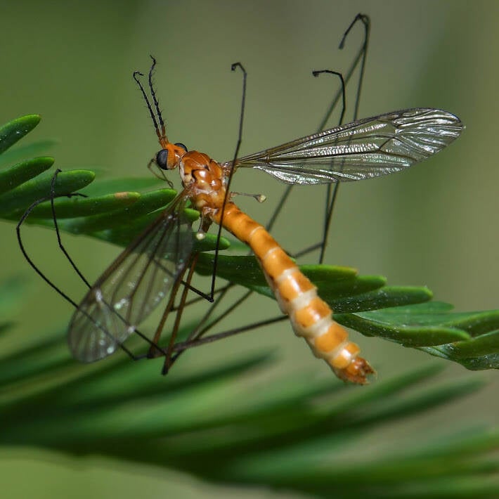 Nephrotoma suturalis Large Crane Fly (1)