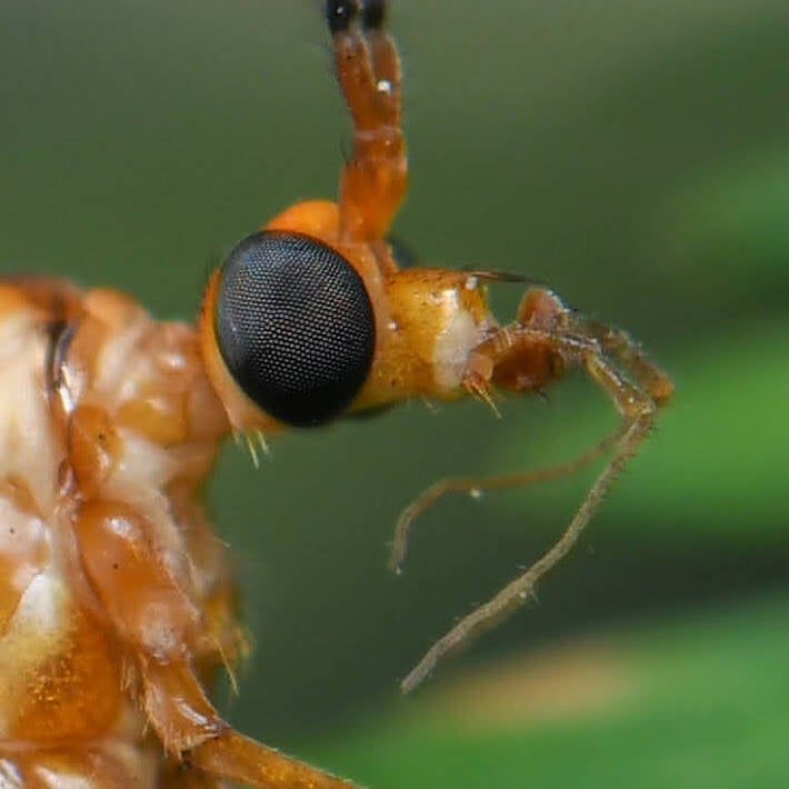 Nephrotoma suturalis Large Crane Fly (2)