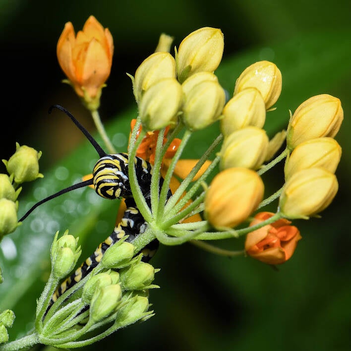 Monarch (5)