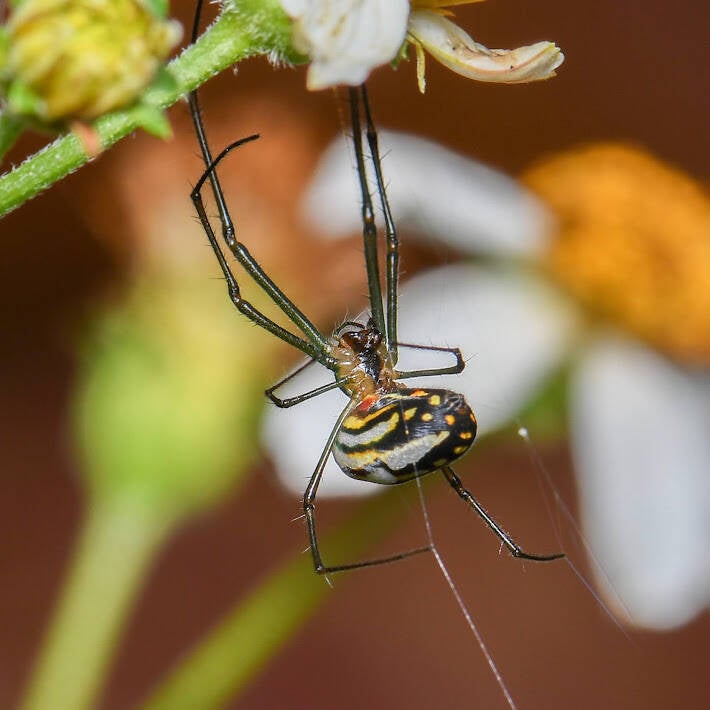 Leucage argyra Orchard Spider (1)