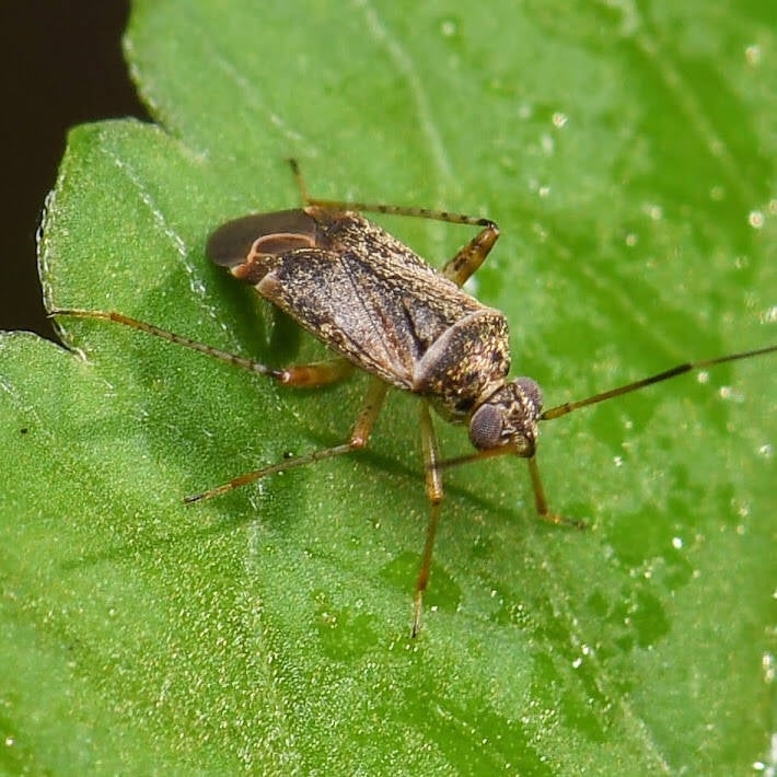 Polymerus Plant Bug (1)