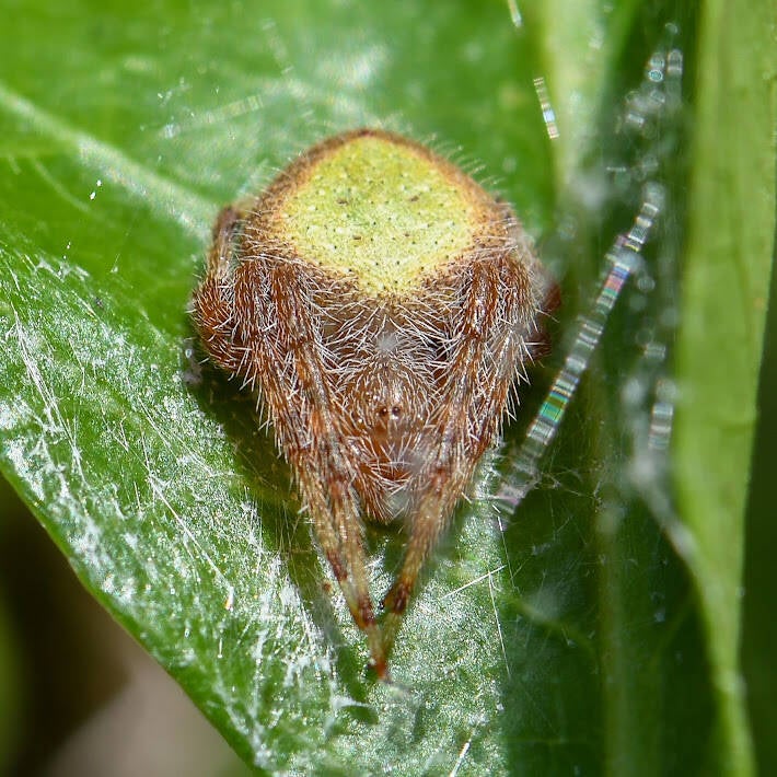 Tropical Orbweaver (5)
