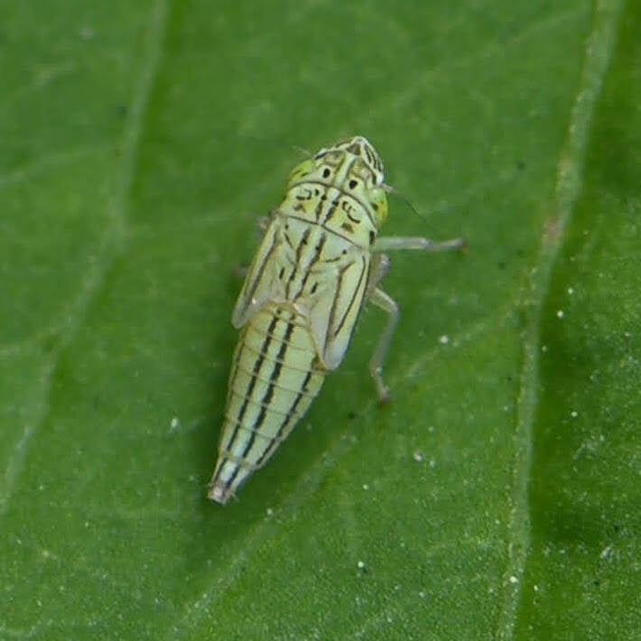 Common Green Leafhopper (5)