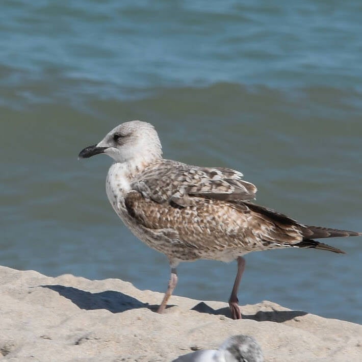 Lesser Black-Backed Gull (1)