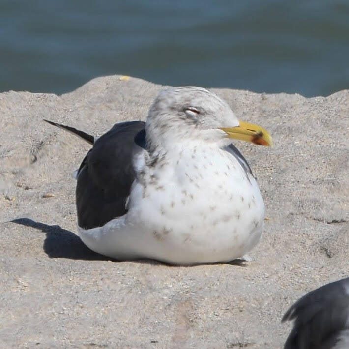 Ring-Billed Gull (4)