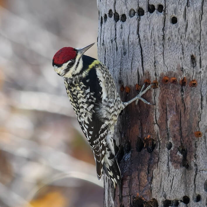 Yellow-Bellied Sapsucker (2)
