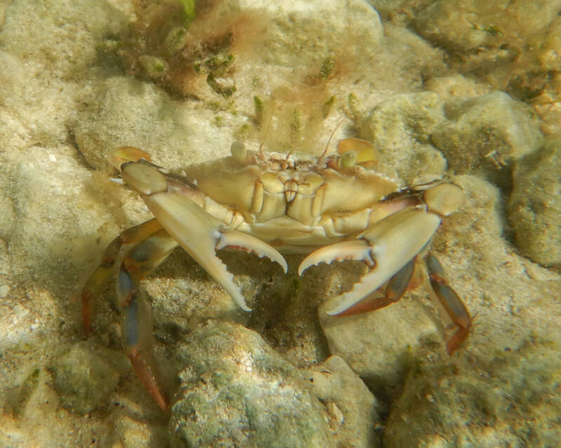 Ornate Blue Crab (1)