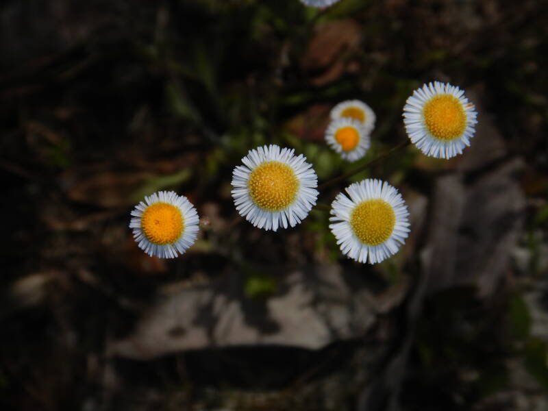 Oakleaf Fleabane (1)