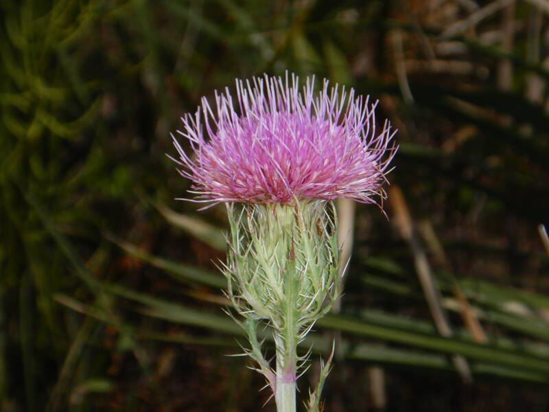Purple Thisle (2)