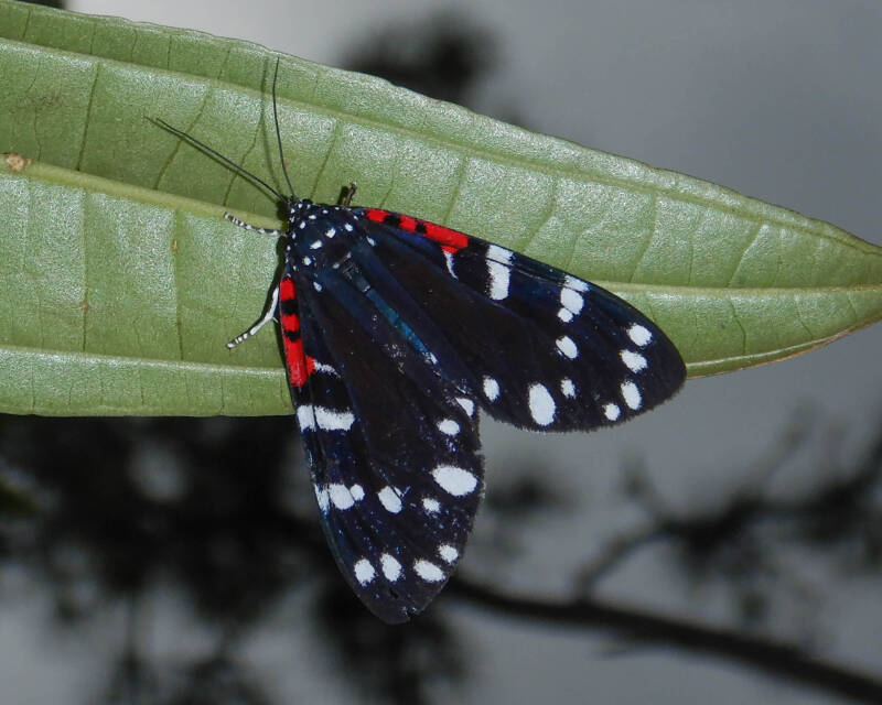 Faithful Beauty (1)