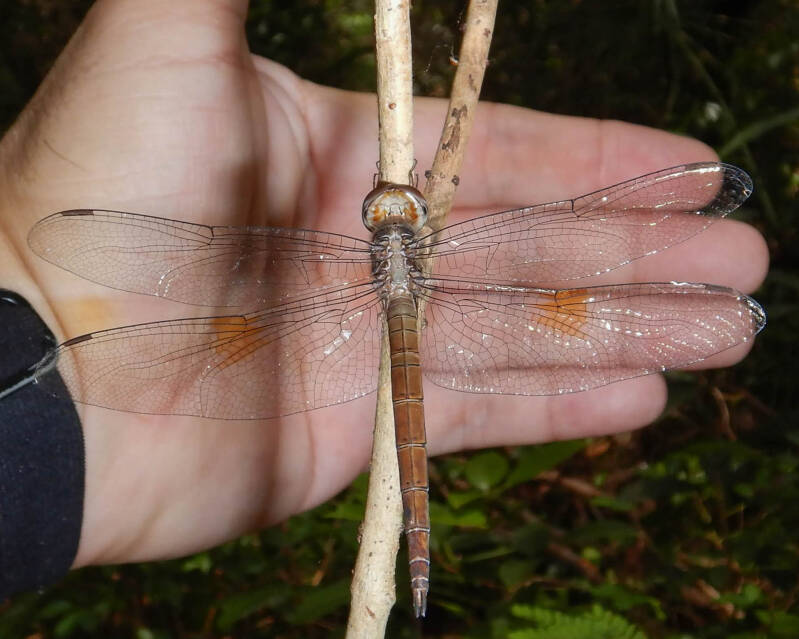 Evening Skimmer (1)