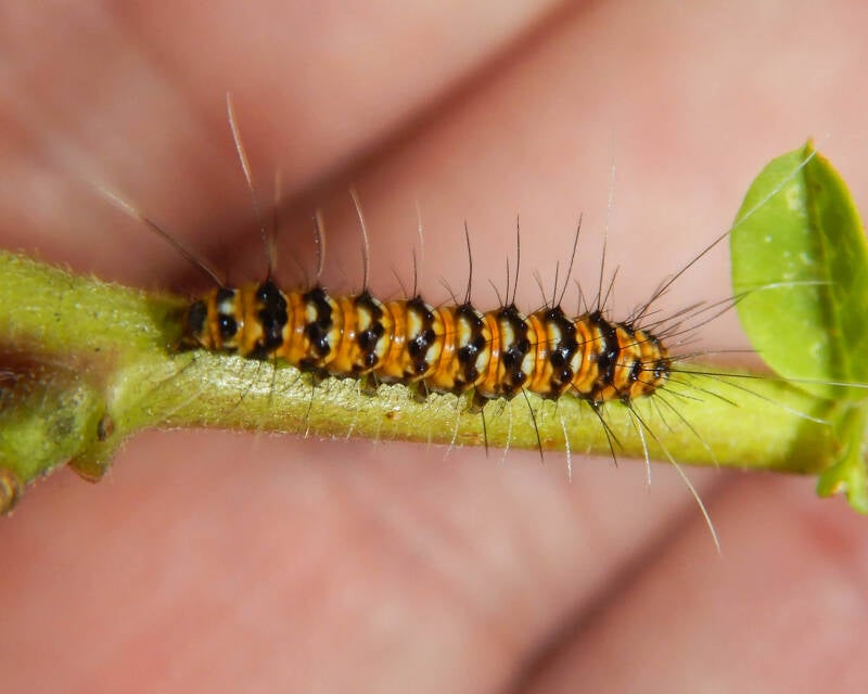 Ornate Bella Moth (3)