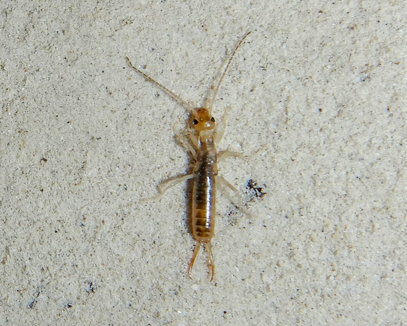 Shore Earwig (2)