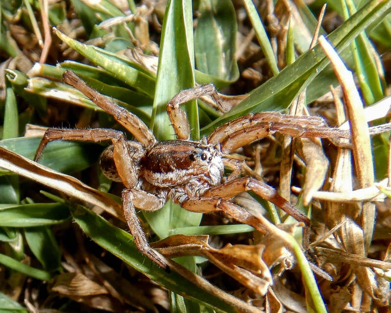Trigrosa annexa Wolf Spider (1)