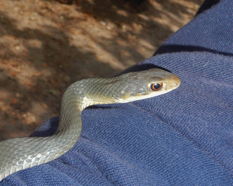 Everglades Racer (3)