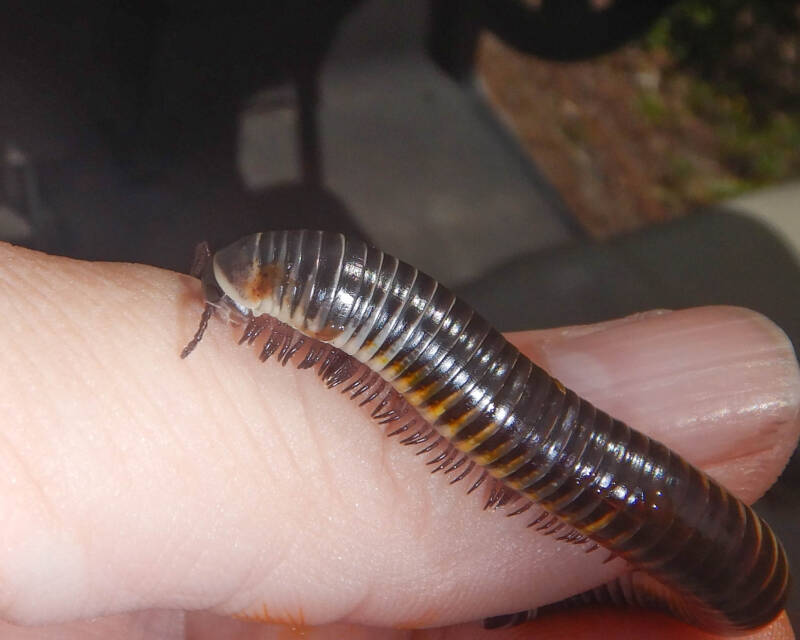 Florida Ivory Millipede (1)
