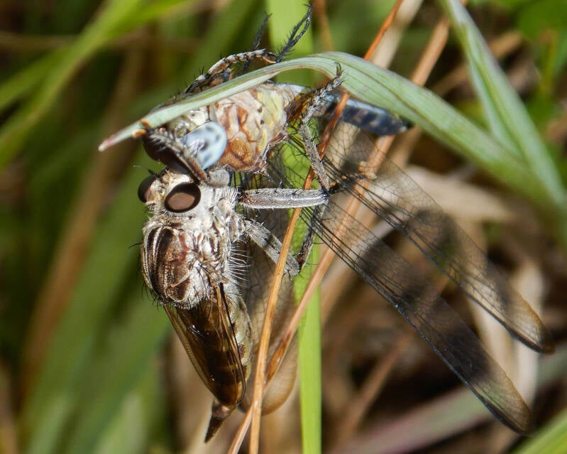 Triorla Robber Fly (6)