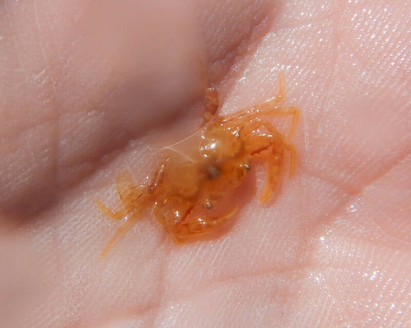 Sargassum Swimming Crab (1)