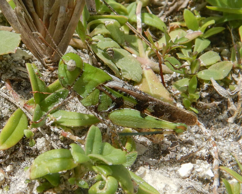 Southern Green-Striped Grasshopper (1)