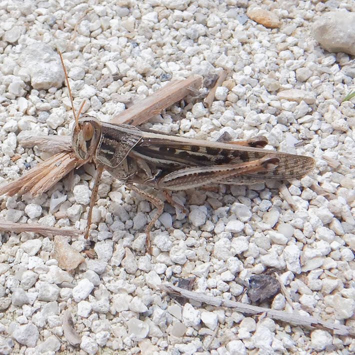 American Bird Grasshopper (4)