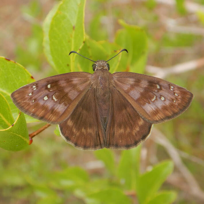 Florida Duskywing (2)