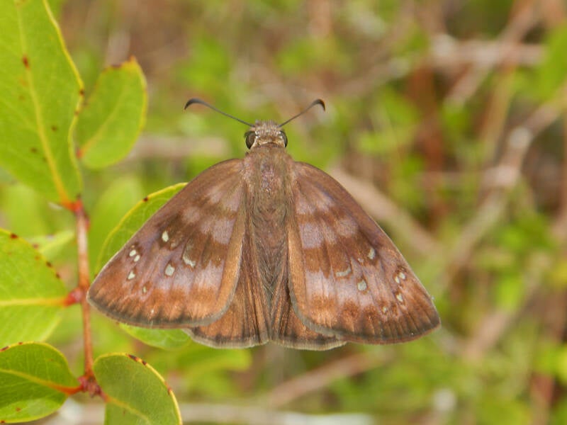 Florida Duskywing (3)