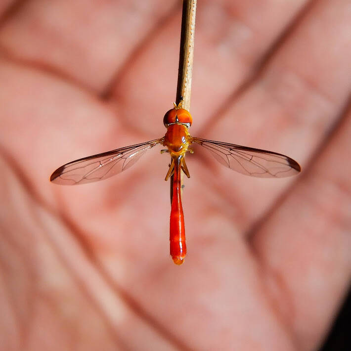 Scarlet Hoverfly (1)