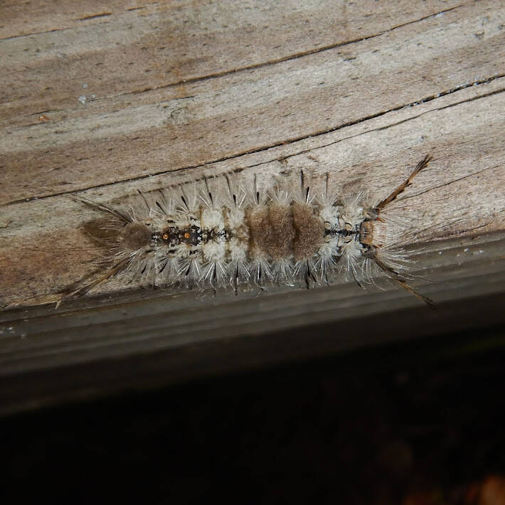 Southern Tussock Moth (1)