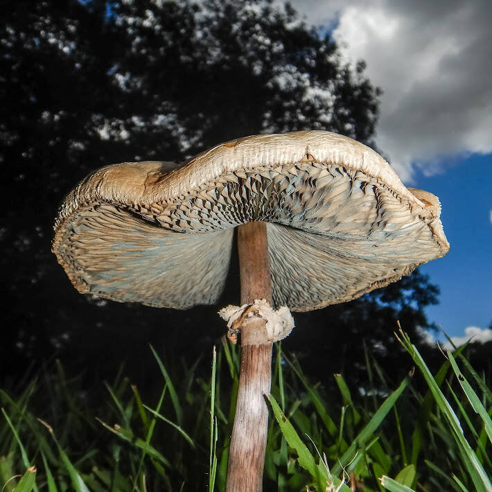 Green Spored Parasol (1)