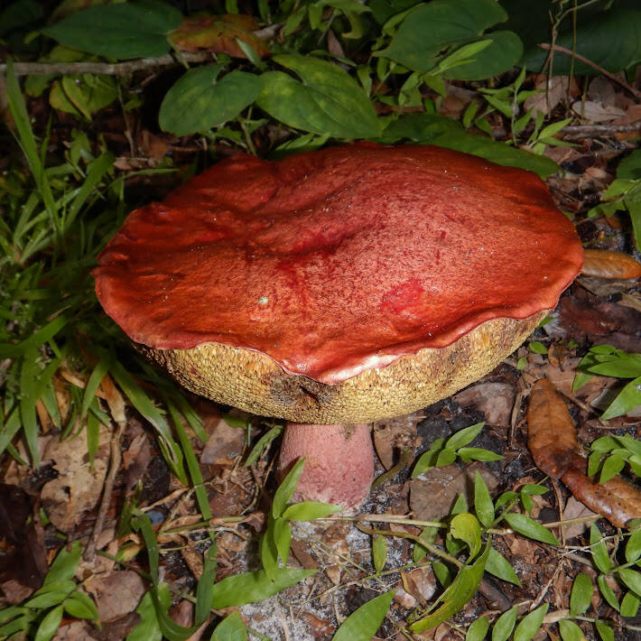 Bolete (1)