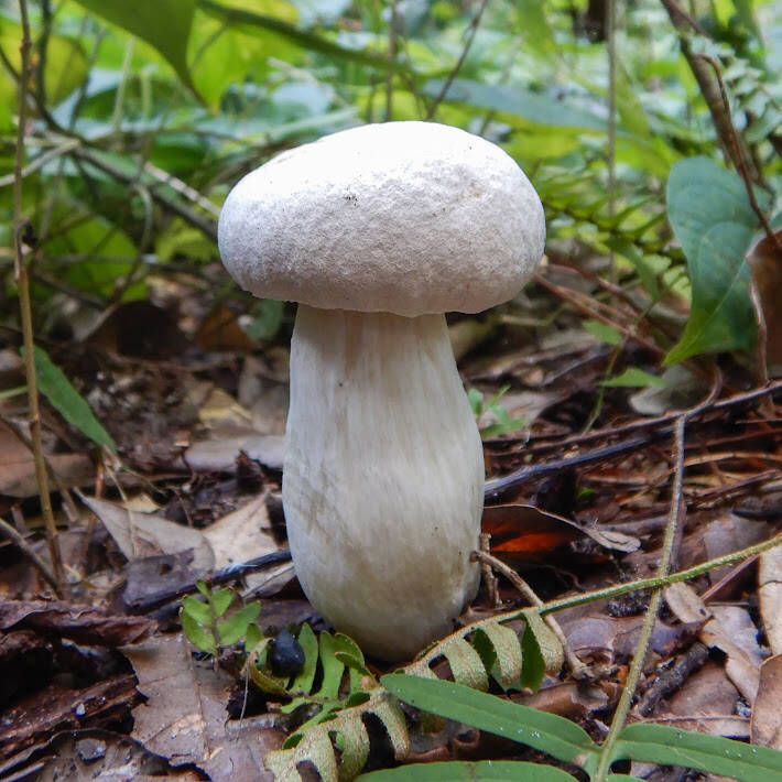 Commom Gilled Mushroom (2)