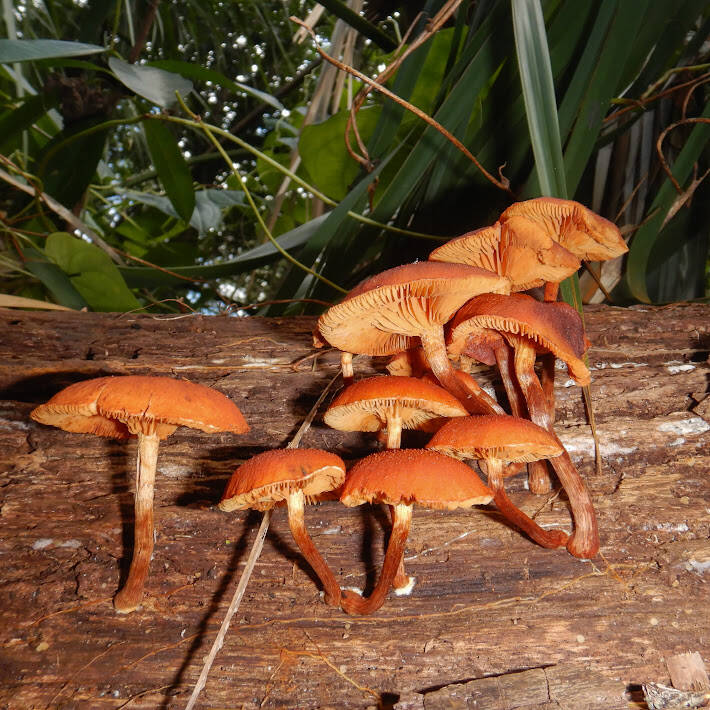 Yellow-Gilled Gymnopilus (1)