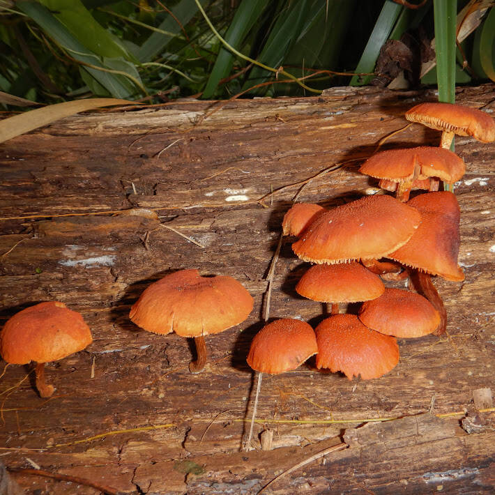 Yellow-Gilled Gymnopilus (2)