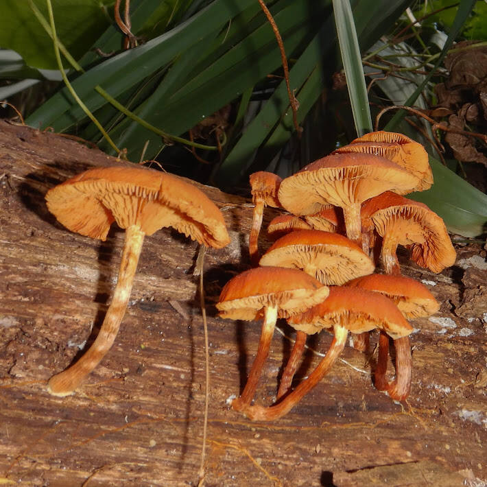 Yellow-Gilled Gymnopilus (3)
