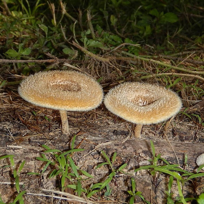 Fringed Sawgill (1)