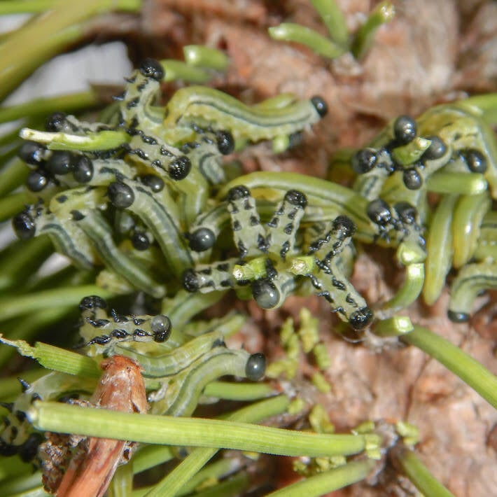 Neodiprion Conifer Sawfly (1)