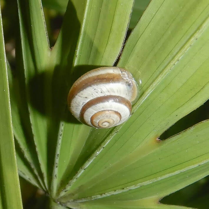 Scrubsnail (1)